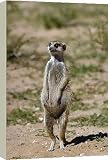 Box Canvas Print of CH-3664 SURICATE / Meerkat - pregnant female on hind legs from Ardea