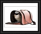 Framed Print of LA-5728 Cat - Birman kitten in studio in cat carrying bag from Ardea