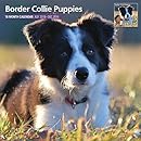 Border Collie Puppies 18 Month 2016 Traditional Wall Calendar