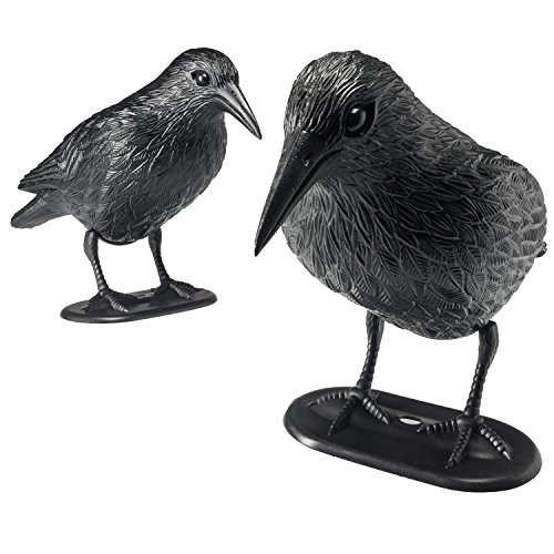 Shrocko 2 Jumbo Realistic Looking Crows For Halloween Home Décor and Party Decorations Decor. Bats Are Sold Separately