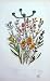 C1870 Anne Pratt Plants Cudweed Dwarf Filago Marsh