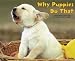 Why Puppies Do That 2010 Wall Calendar