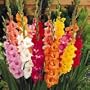 50 Giant Mixed Gladiolus Bulbs - Super Value!