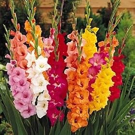 100 Giant Mixed Gladiolus Bulbs - SUPER VALUE! by 