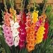 100 Giant Mixed Gladiolus Bulbs - SUPER VALUE!