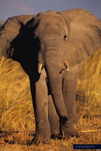 Empire 82589 Elephanten - African Elephants - Plakat Poster Druck - 61 x 91.5 cm Preisvergleich