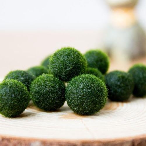 Marimo Moss Ball-live aquarium plant decoration ornament java fish tank 6 Pcs/ Size 0.5 inch