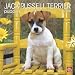 Jack Russell Terrier Puppies 2010 Square Wall
