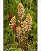 Photographic Prints of Common Broomrape - with its host Crimson Clover (Trifolium incarnatum ssp from Ardea Wildlife Pets