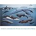 North American Whales and Dolphins Jigsaw Puzzle 100pc
