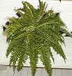 Giant Boston Fern