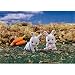 Calico Critters Cottontail Rabbit Twins