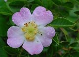 100X Dog Rose Hedging -  40-60cm - BAREROOT