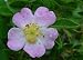 15X Dog Rose (Rosa Canina) Hedging - 40-60cm - BAREROOT