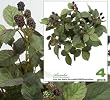 Four 17" Artificial Raspberry Bushes with Raspberry Clusters