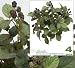 Four 17" Artificial Raspberry Bushes with Raspberry Clusters