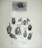 1904 Bats Barbastelle Pipistrelle Horseshoe Noctule