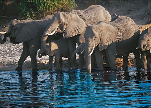Eurographics RL1073 Roland L&ouml;big, Elephant Family In Botswana 5, Hochwertiger Kunstdruck - Preisvergleich