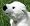 Steiff Knut polar bear - white