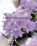 Rhododendrons (A Care Manual)
