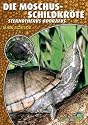 Die Moschusschildkr&ouml;te: Sternotherus odoratus