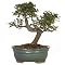 Bonsai