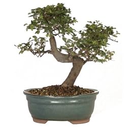Brussel's CT9005CE Chinese Elm Bonsai