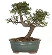 Brussels CT9005CE Chinese Elm Bonsai