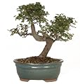 Brussel's Chinese Elm Outdoor Bonsai Tree
