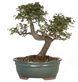 Brussel's CT9005CE Chinese Elm Bonsai by Brussel's Bonsai Discounts