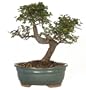 Brussel's CT9005CE Chinese Elm Bonsai