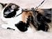 Cat Harness Black