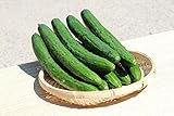 大内ファーム 農家直送 もぎたて新鮮きゅうり 1kg 大内ファーム 農家直送 もぎたて新鮮きゅうり 1kg