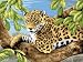 15-1/4 Inch x11-1/4 Inch Junior Paint By Number Kit - Leopard In Tree