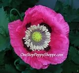 51S10hx5sPL. SL160  Papaver Somniferum