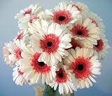 Happy Gerbera Daisies - Fresh Flower Bouquet