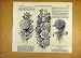 1853 Flora Fauna Floricultural Dahlia Hollyhock Flowers