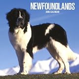 Newfoundlands 2006 Calendar