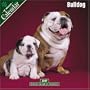 Bulldog 2007 Wall Calendar