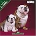 Bulldog 2007 Wall Calendar