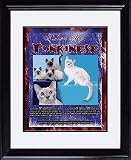 Tonkinese 8