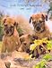 Irish Terrier Champions, 1987-2007