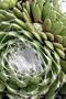 Spiderweb Hens & Chicks 100 Seeds-Semperviven-Perennial