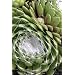 Spiderweb Hens & Chicks 100 Seeds-Semperviven-Perennial