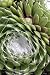 Spiderweb Hens and Chicks 100 Seeds