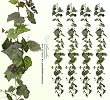 Four 6' Artificial Grape Garlands with Grape Clusters