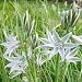 Silver Bells 15 Bulbs - Ornithogalum nutans -Deer Proof