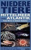  : Niedere Tiere in Mittelmeer und Atlantik: Von Spanien bis zur T&uuml;rkei. Von Norwegen bis zum &Auml;quator