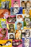 Kittens Adorable Lovable 22x34 POSTER Poster Print, 22x34