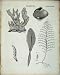 Encyclopaedia Britannica Zoophytes Sea Life Nature